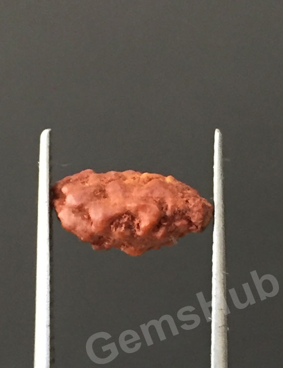1 Face/Mukhi Certified Indonesian Rudraksha